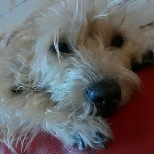 Meet your Posher, Daniela